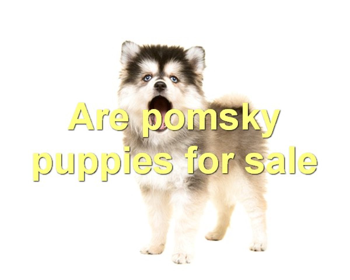 how much is a pomsky worth