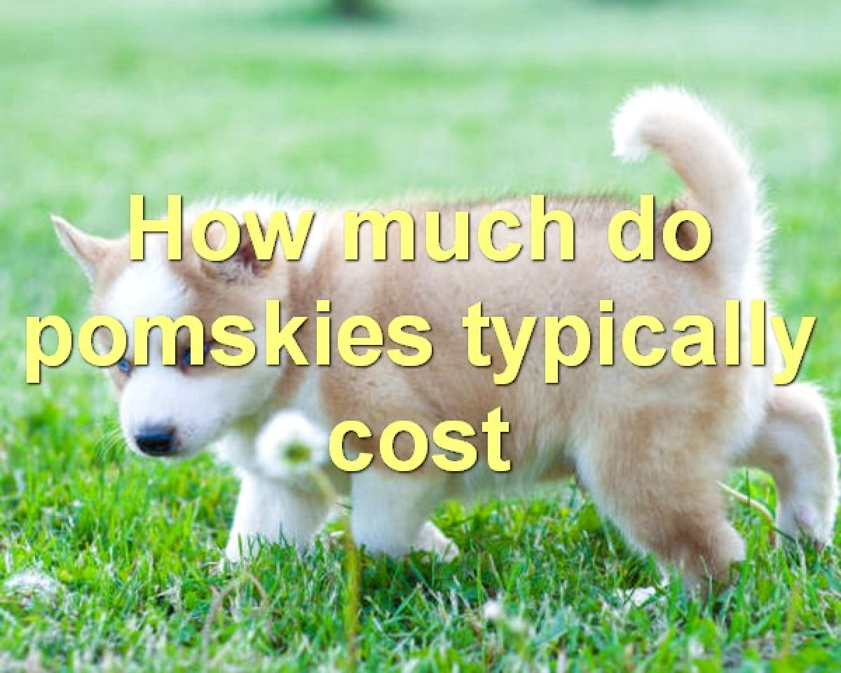 how much is a pomsky