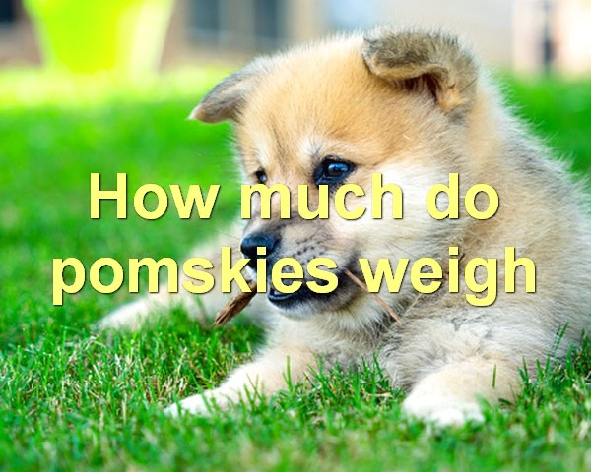 how much is a pomsky worth