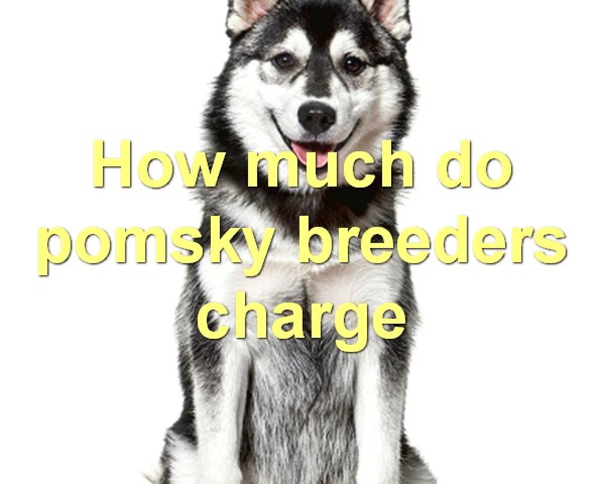 how much is a pomsky