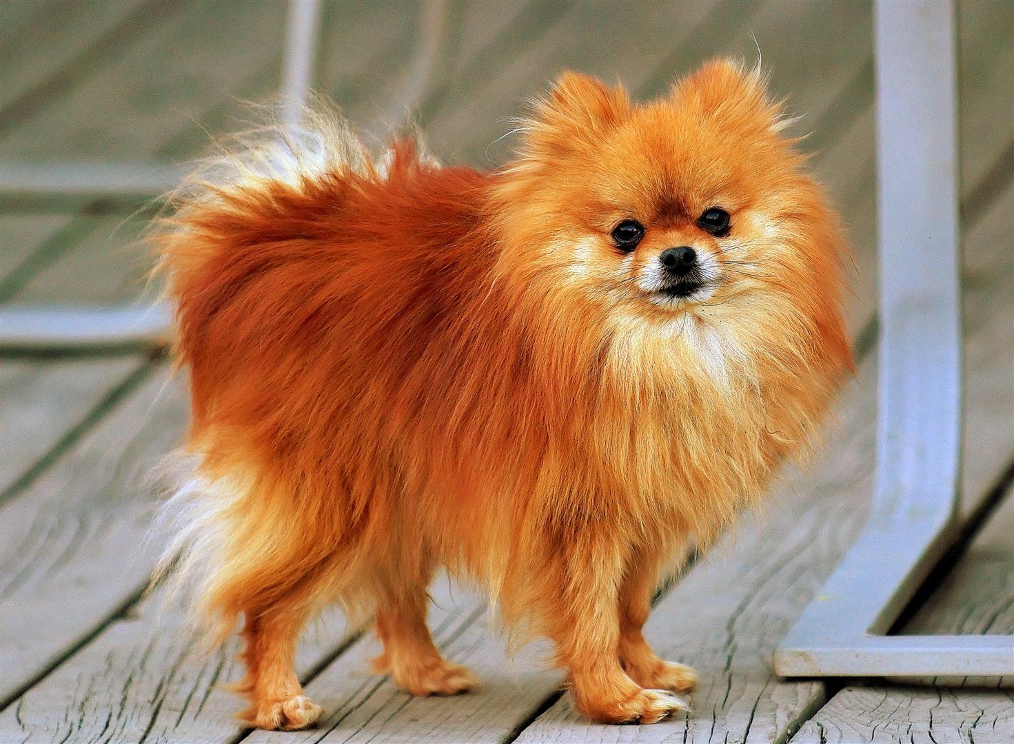 How to stop Pomsky barking: Reward-Based Training Guide: practical Pomsky guide