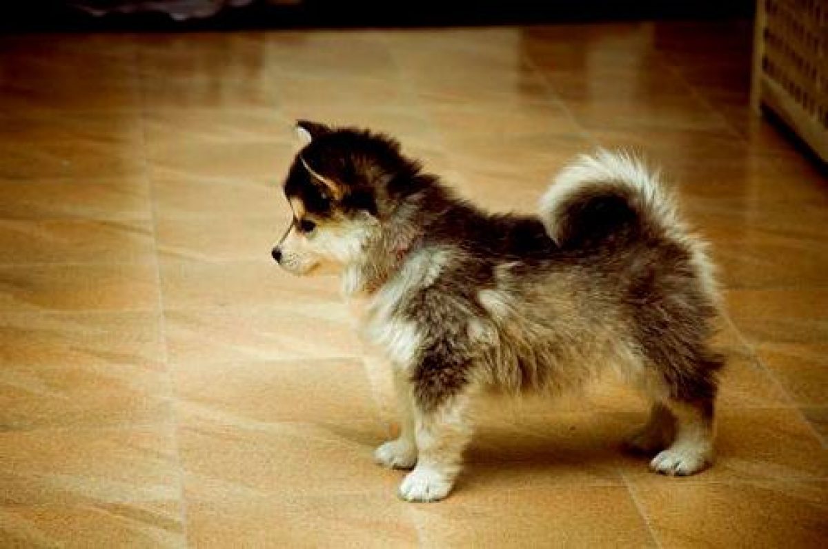 do pomsky need grooming