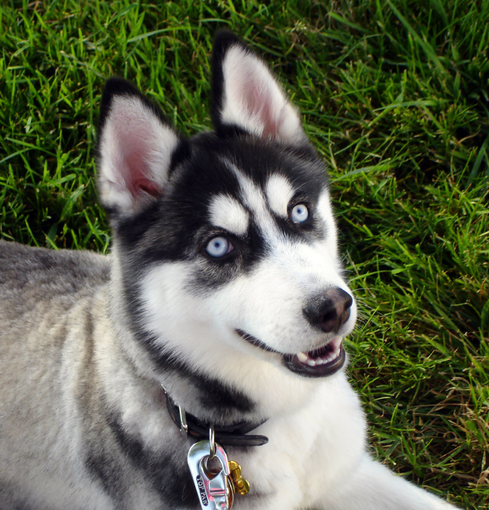 Pomsky Grooming Tips - A Pomsky